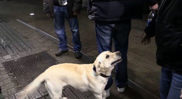 29 osób z narkotykami zatrzymano pod Spodkiem
