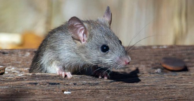 Według badań „szczury dzielą z ludźmi podobną umiejętność synchronizacji z bitami”, i to nie jest żart